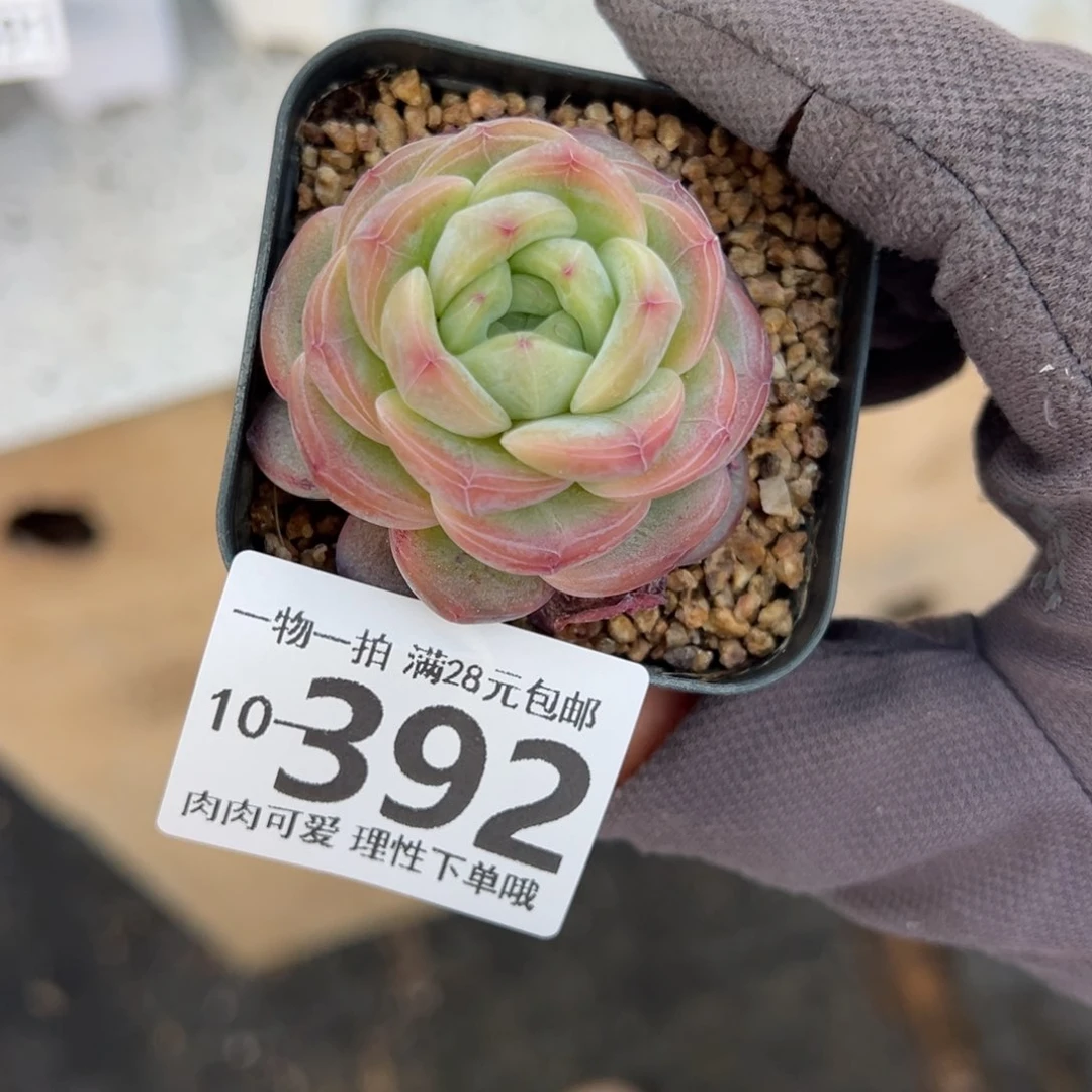 星星珍妮多肉多肉多肉