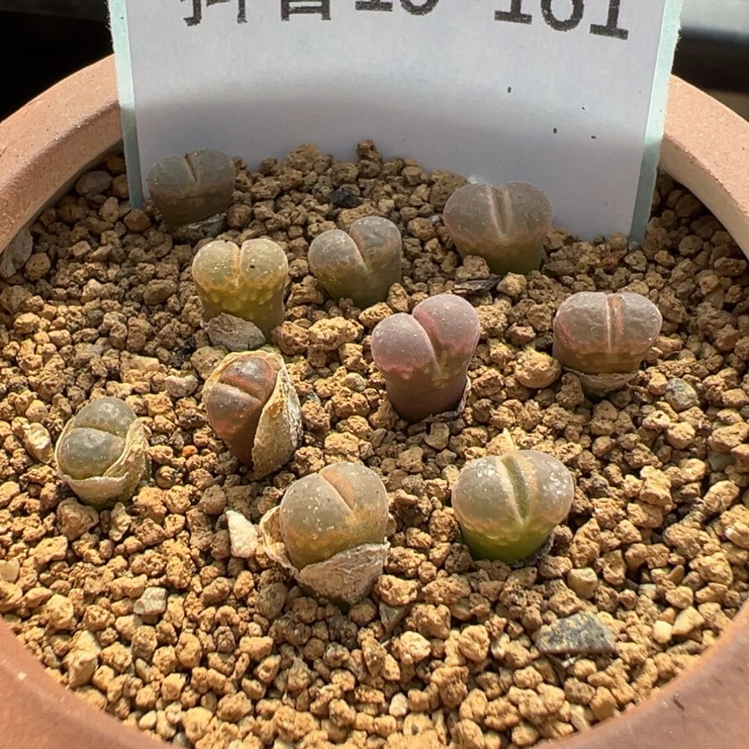 19-161肉锥多肉植物
