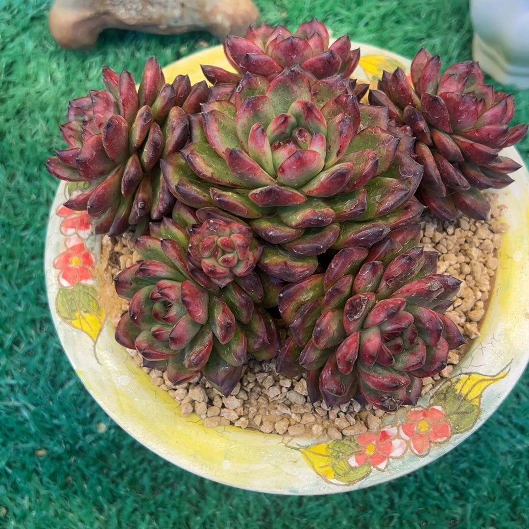 ，，，，，，，，，，，，，，，，，，，，