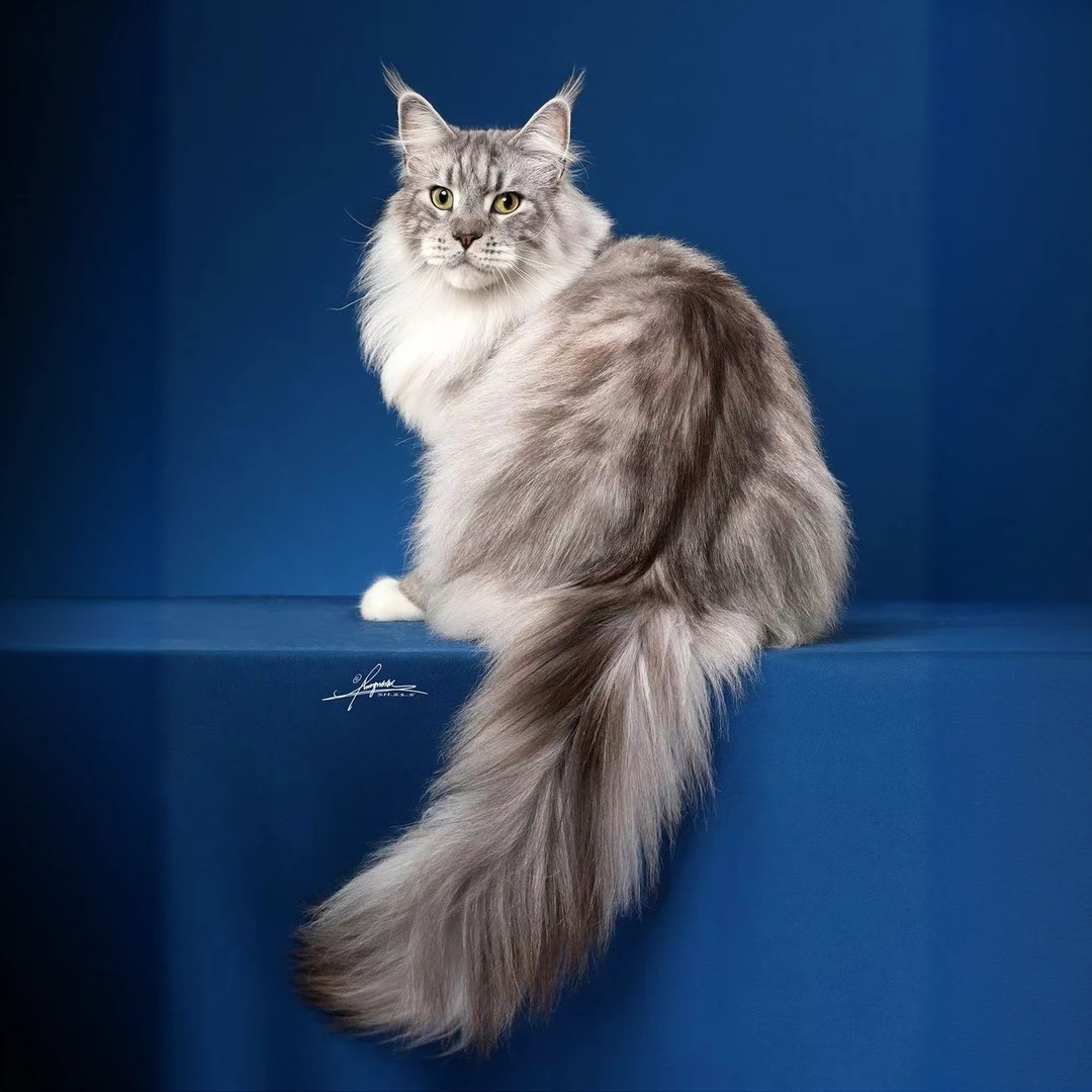 猫咪专拍链接链接