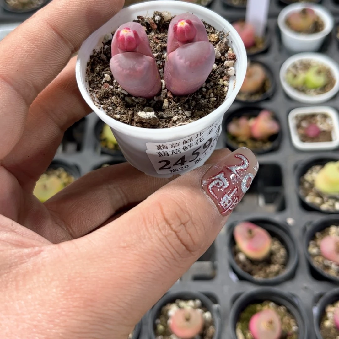 玛*_24593一物一拍单头发货