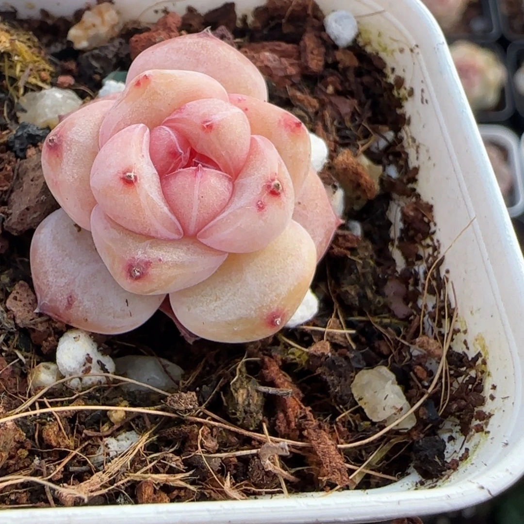 多肉小卡拉米糖心一物一拍