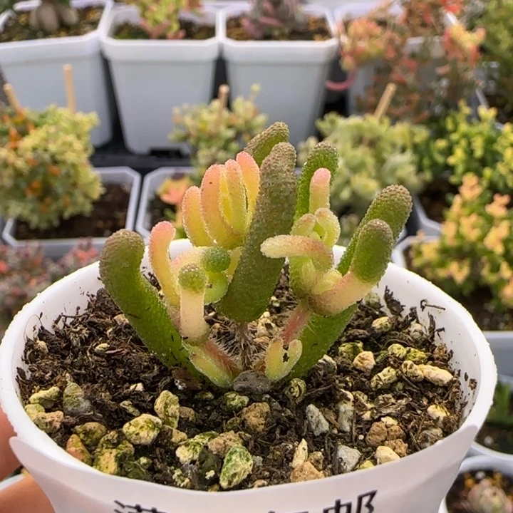 980-钻石粉锦植物枝干