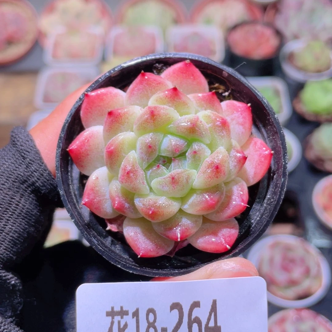 花利美18-264秘境冰魄