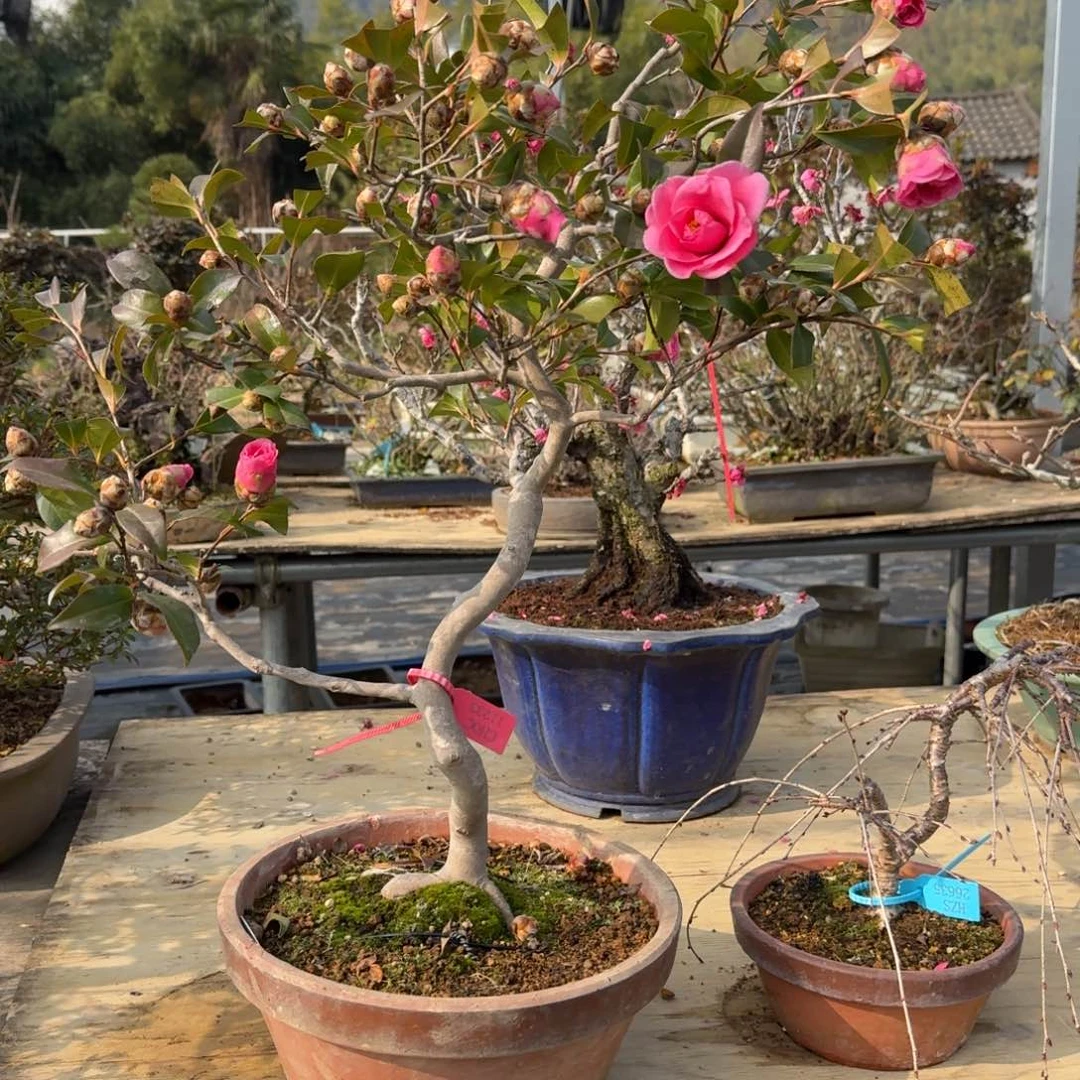 盆景不包邮顺丰到付咕***噜11233