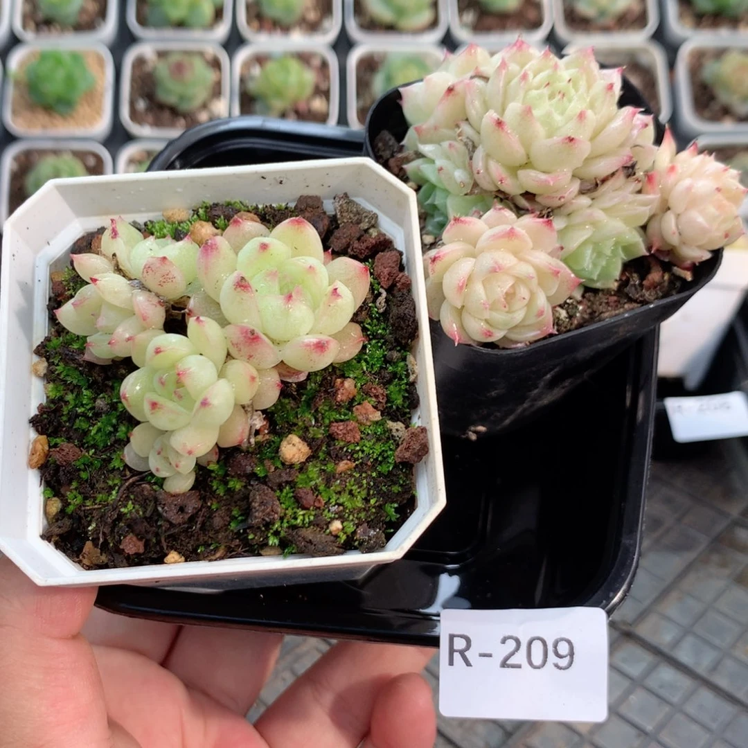 无花朵R209英语英语
