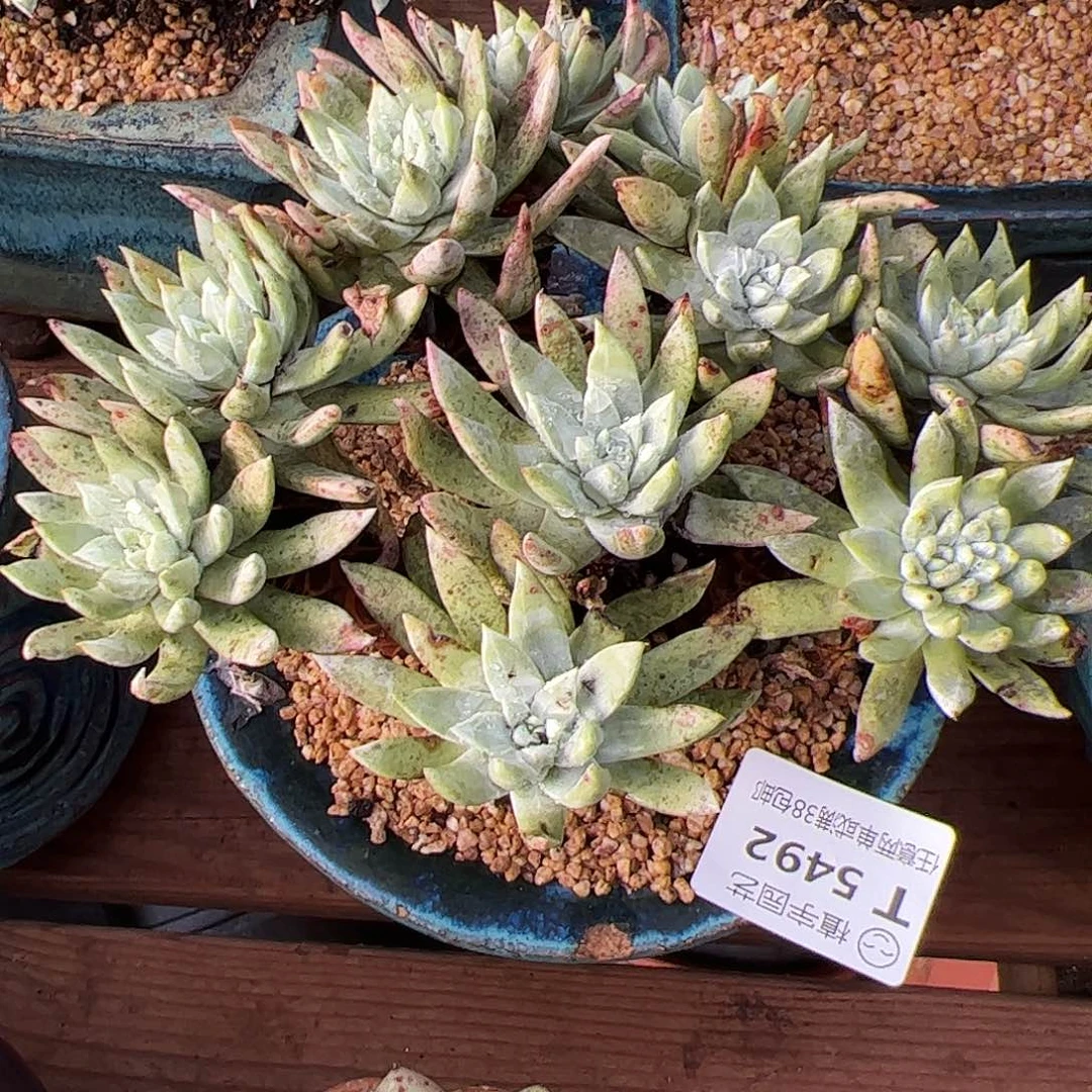 5492苹果叶杂交仙女杯