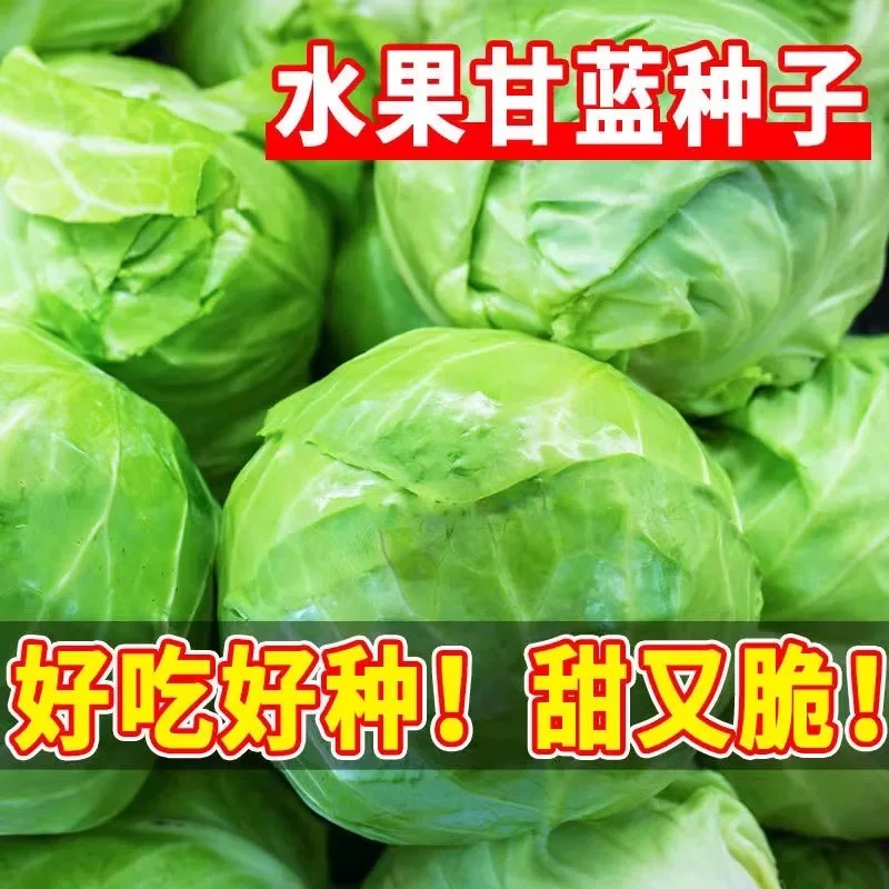 Z324 水果甘蓝种子脆甜 早熟结球绿甘蓝包菜 秋冬种植耐寒抗冻