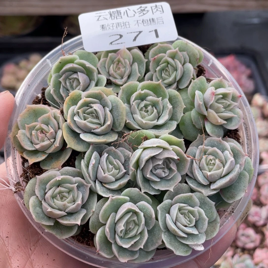 云糖心多肉植物271