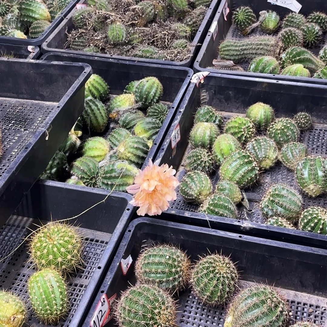 15品彩瑕疵侧牙20包邮