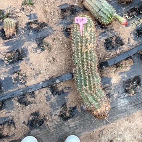 「**」云儿3105毛花柱瑕疵