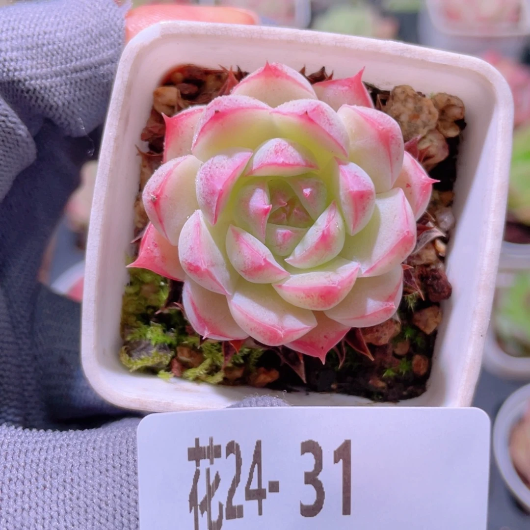 花利美24-31美瞳