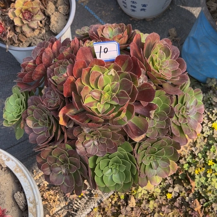 李***210化学系多肉植物法师