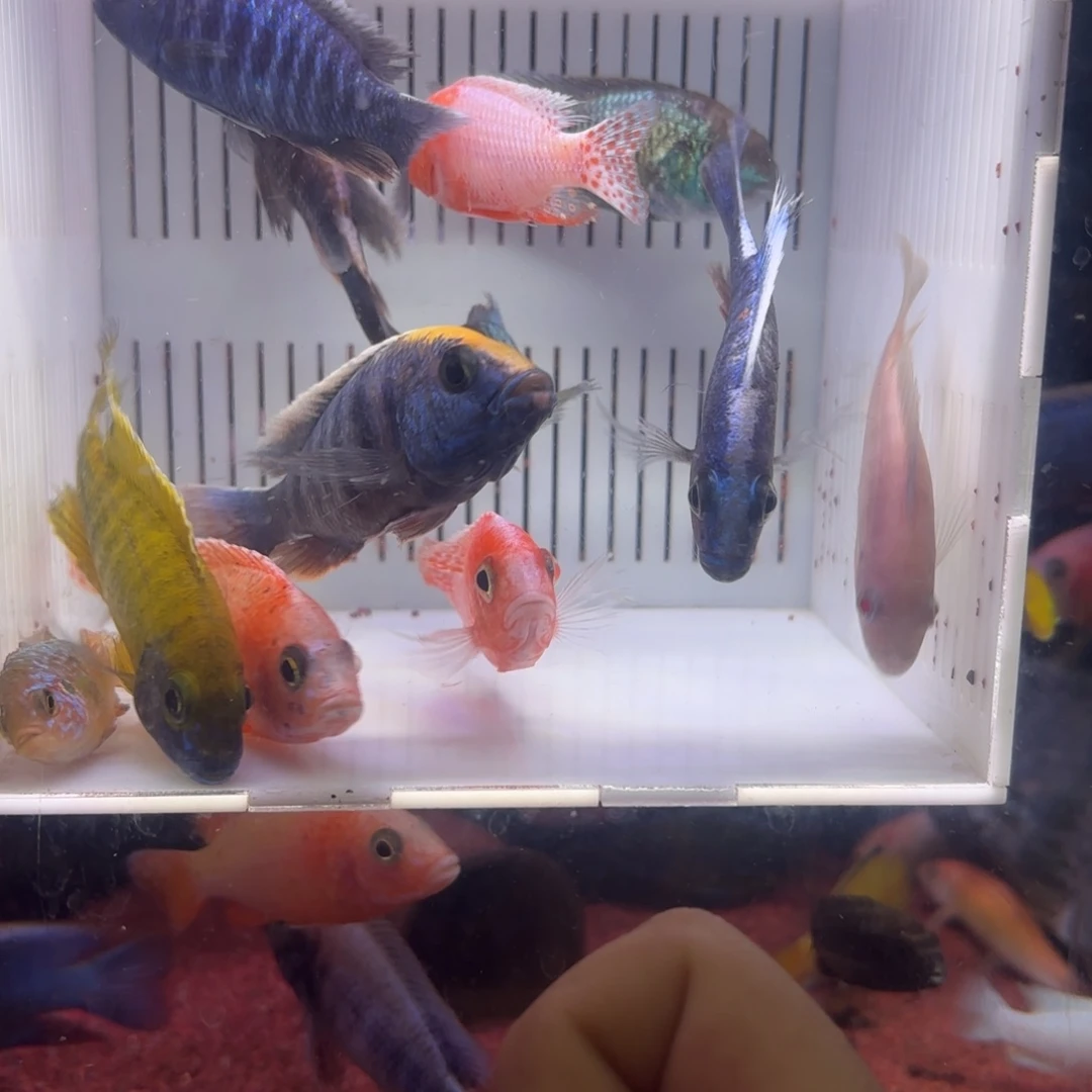 慈鲷鱼直播12条后天发出其中备损2条不低于9个品种