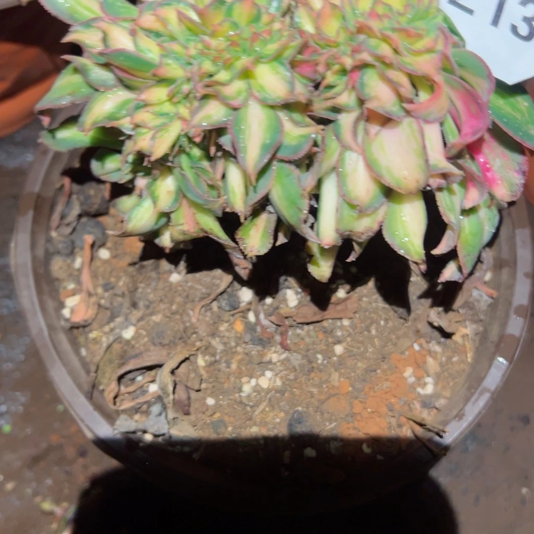 2130 号多肉植物法师新年福利