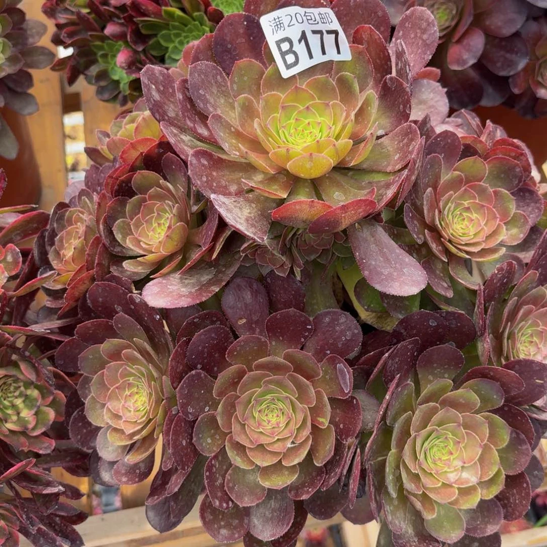 无花朵177多肉植物捧花的时候