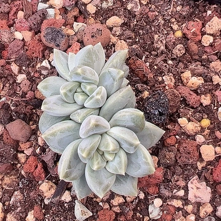 美人特价一物一拍