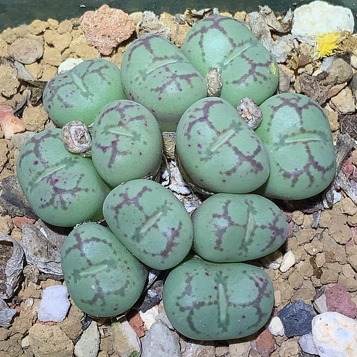 精品多肉植物园艺紫猴