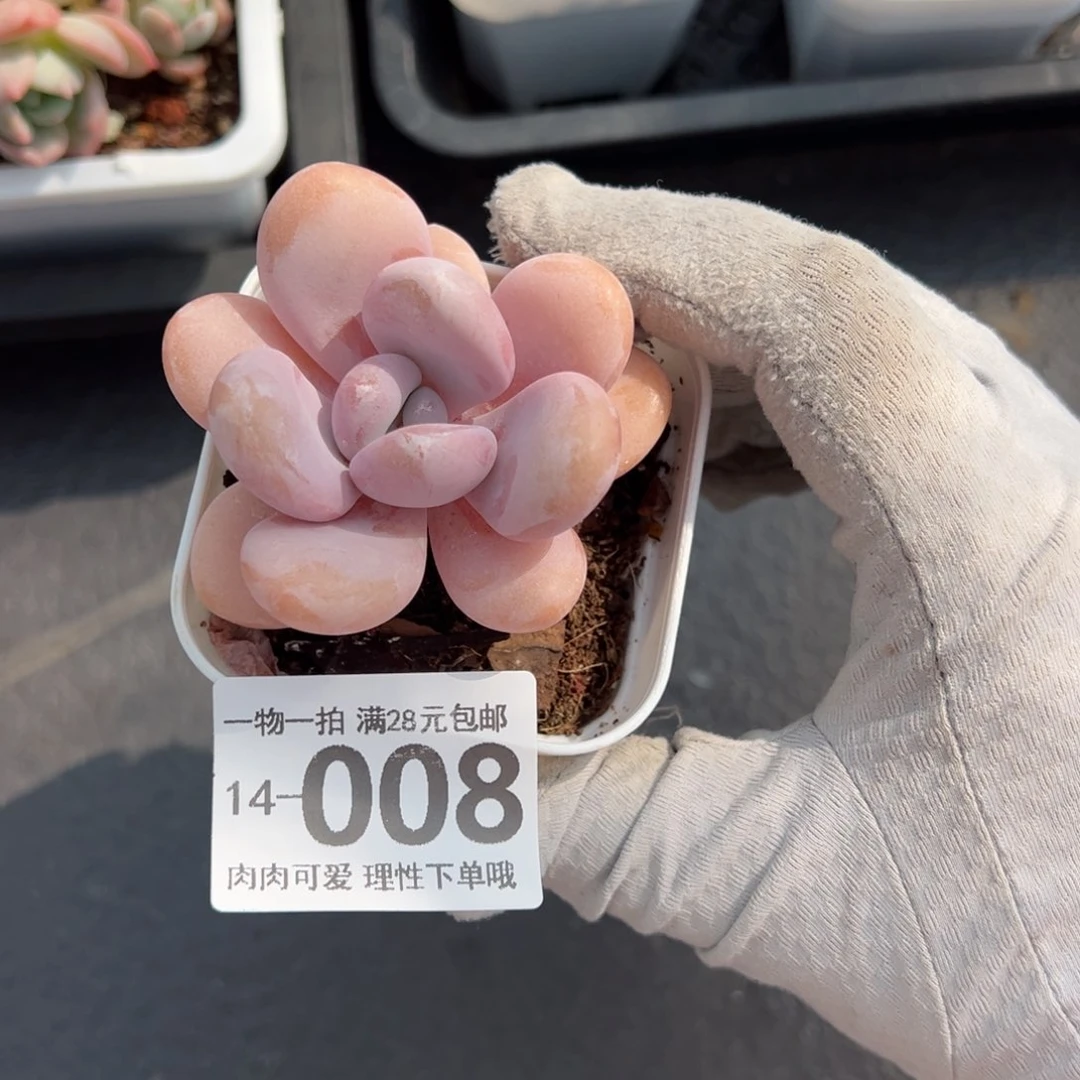粉兔多肉多肉多肉多肉
