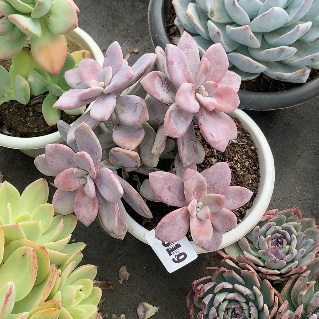 从*819桃霜多肉植物