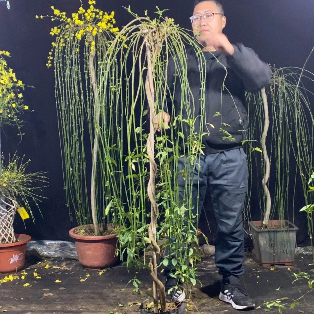 探春花，一物一拍，5513