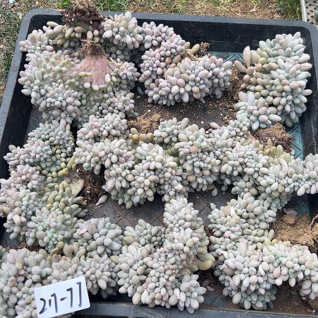 217-77汤圆缀多肉随机