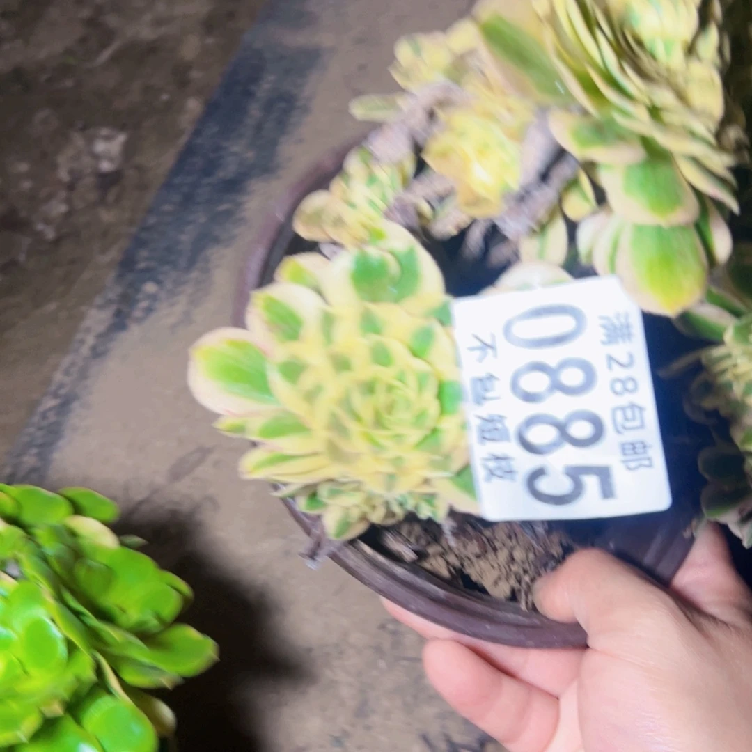迈巴赫缀多肉植物0885