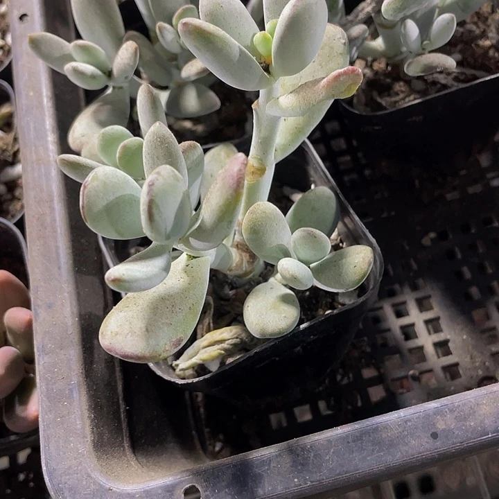 乒乓群2.8带盆土发