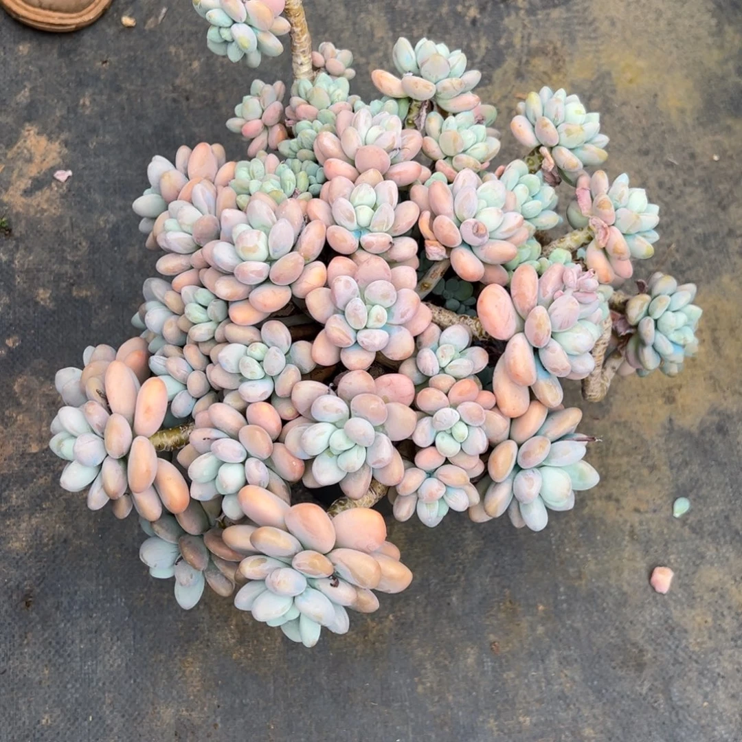 香水洛神多肉63号