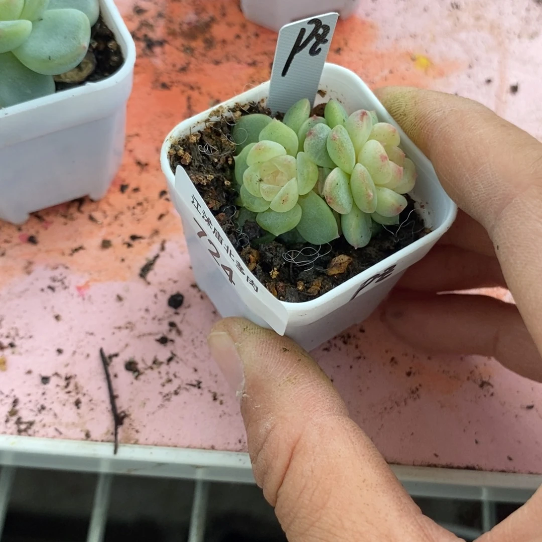 标签724飘枝一个多肉