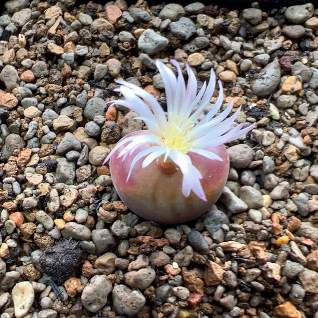 193多肉单头优选二代杂交一棵特