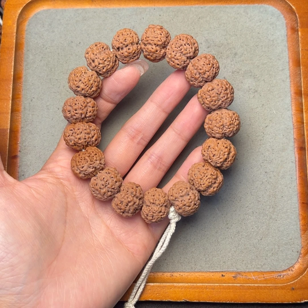 菩提33号金刚菩提梁五星蜂王20头货