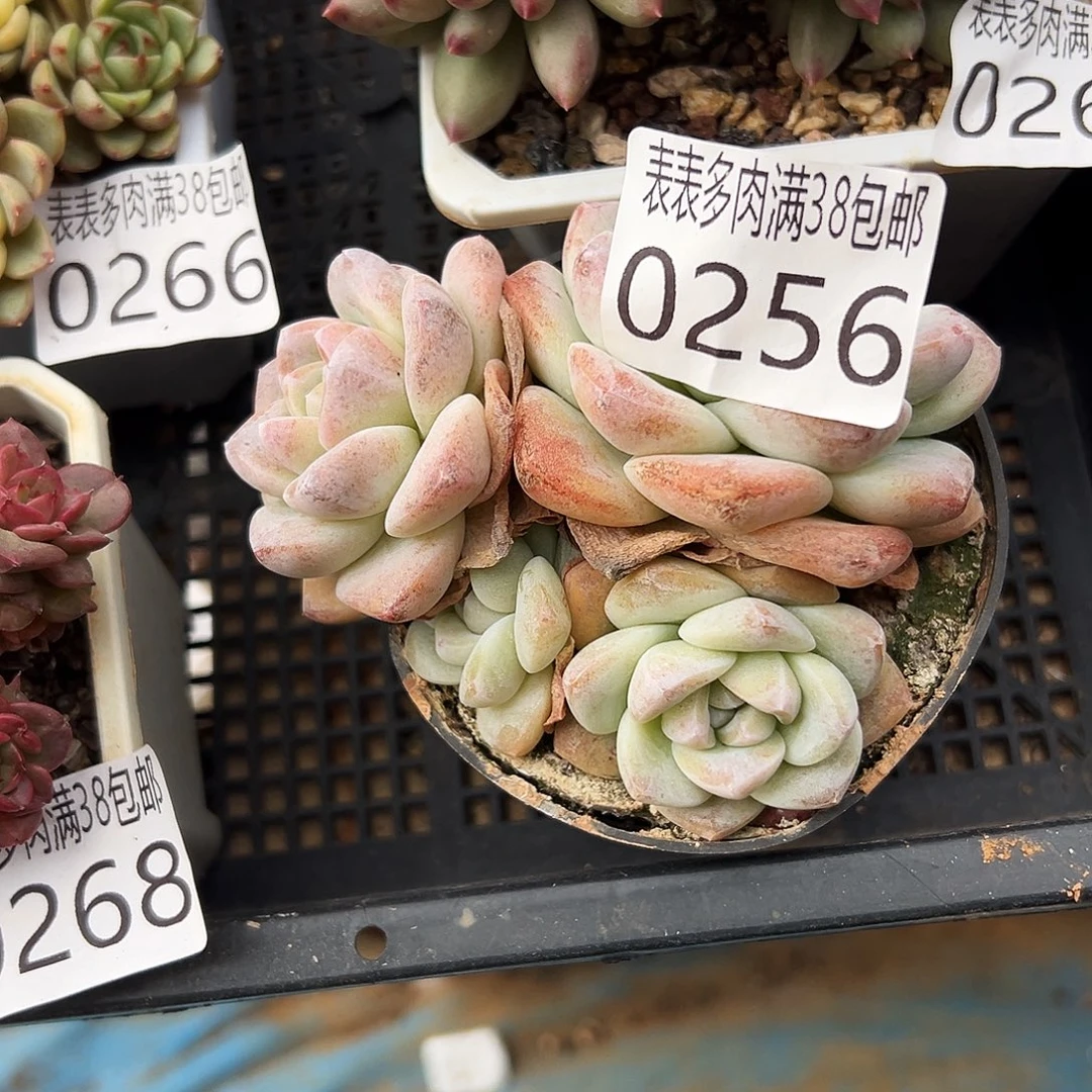 c***l多肉一物一拍植物0256