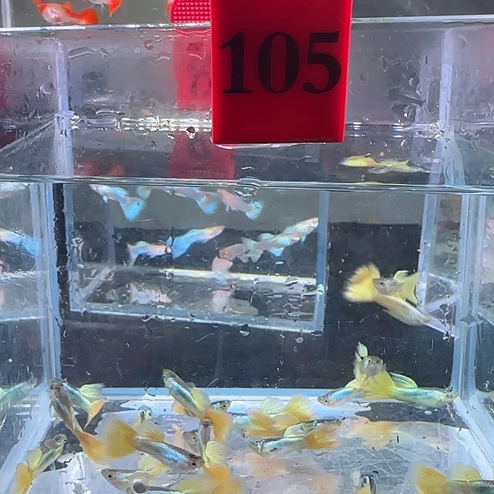 孔雀鱼山****李105号，10条