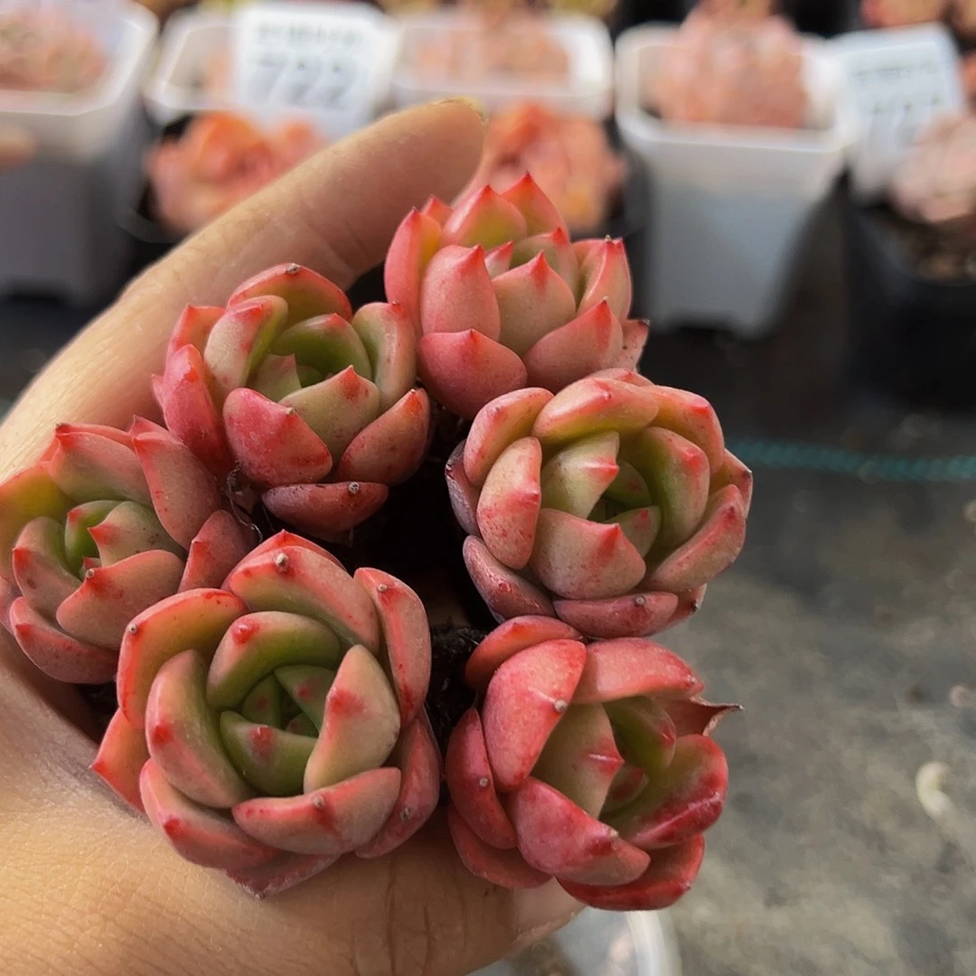 706、红桃佳人，一单六颗，带土球发货