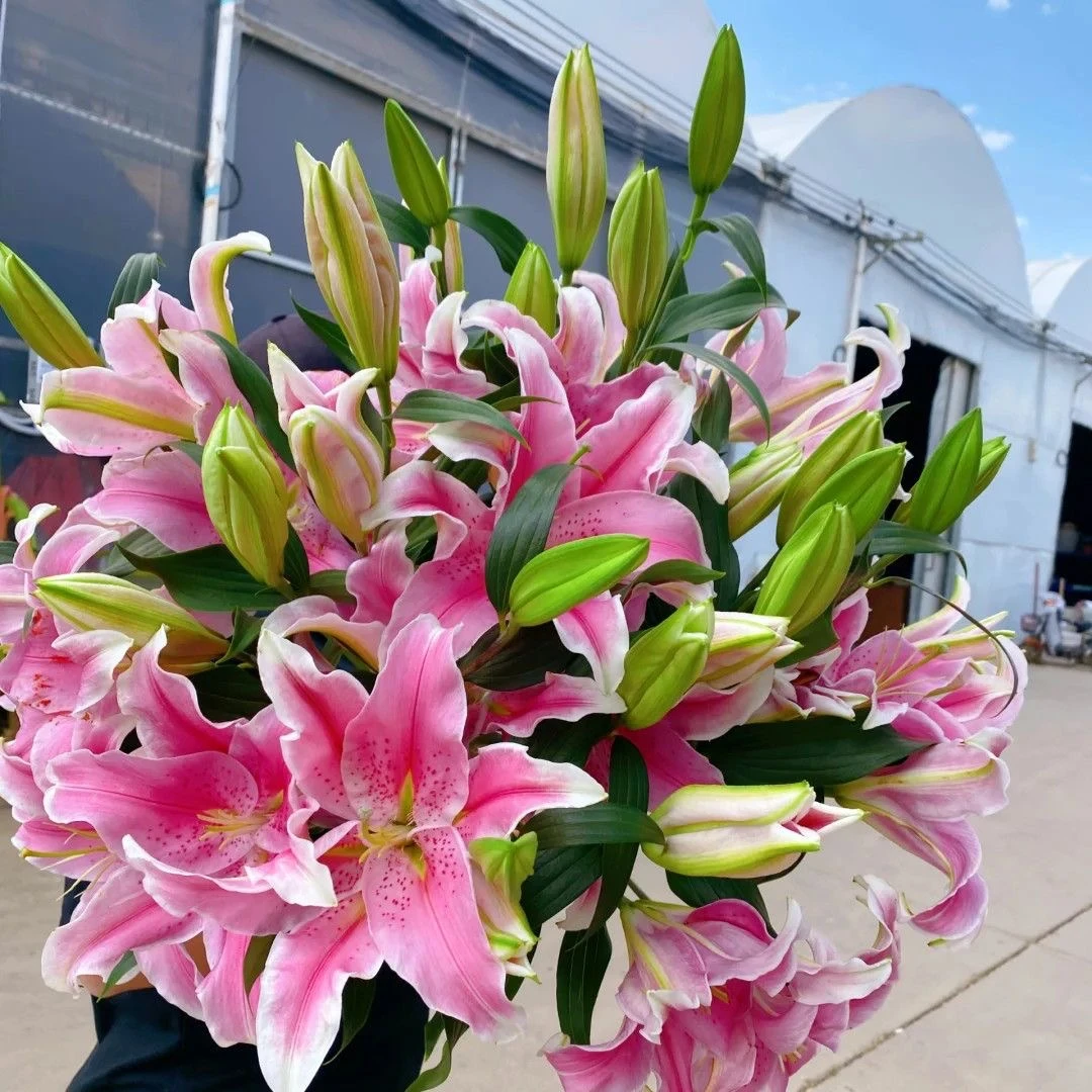 进口重瓣多头香水百合种球室内外大花卉耐寒四季盆栽绿植盆栽