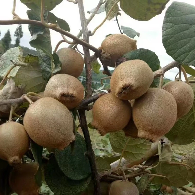 隆回小沙江 高山猕猴桃 翠玉猕猴桃 应季水果香甜多汁