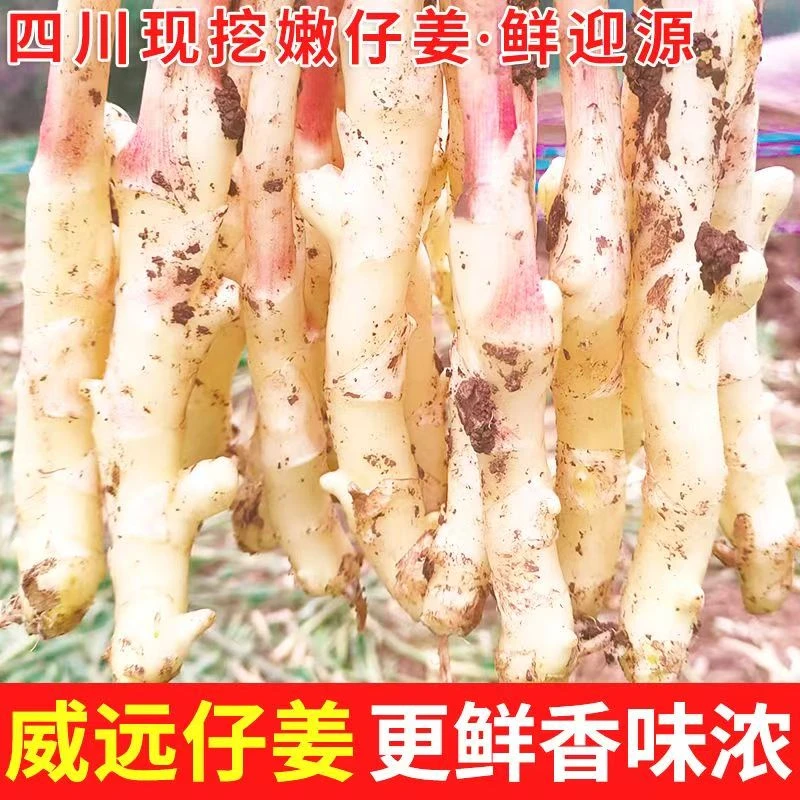 顺丰包邮丨四川农家新鲜仔姜嫩姜中大指姜醋泡嫩姜新鲜蔬菜当季现挖带泥嫩姜嫩姜