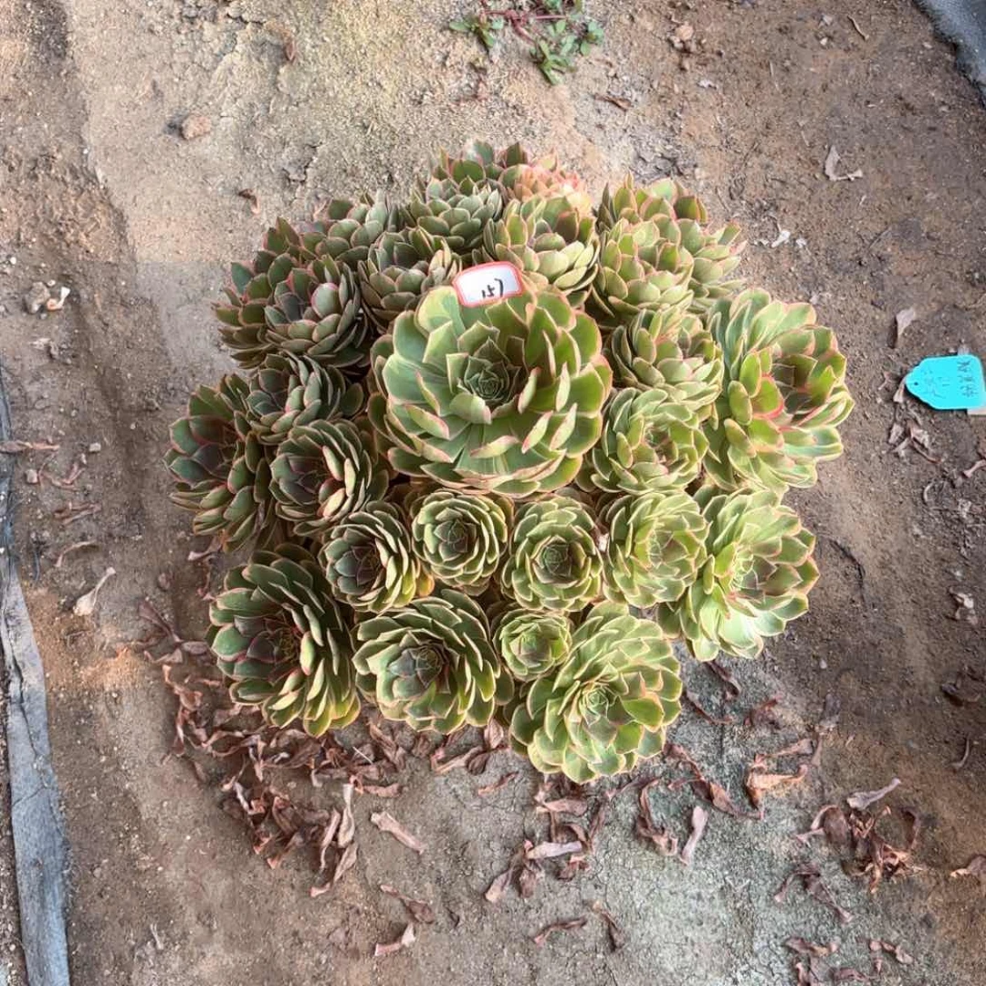 全部花朵梅*娘157粉女妖多肉植物