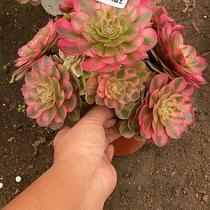 火龙果151多肉植物