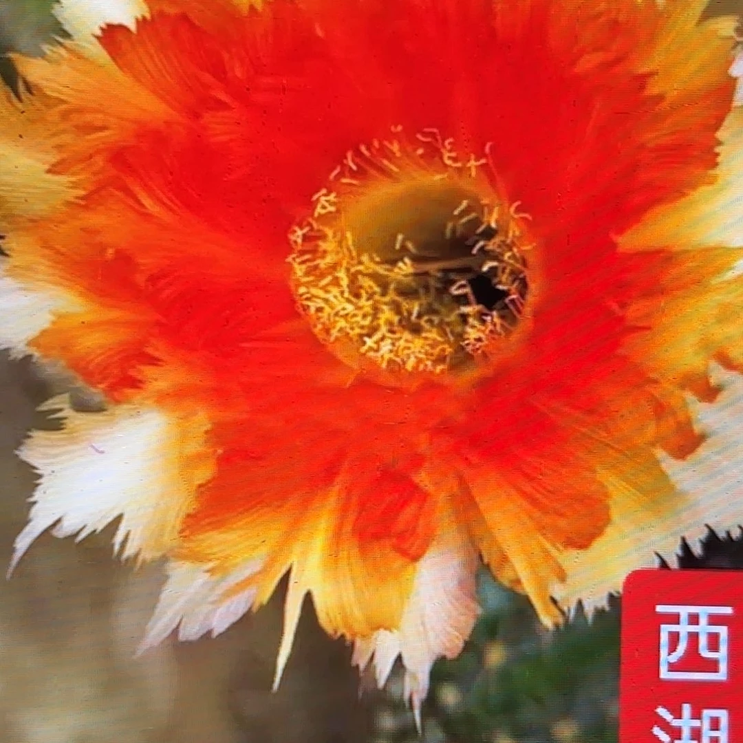 魔羽彩侧牙20包邮33