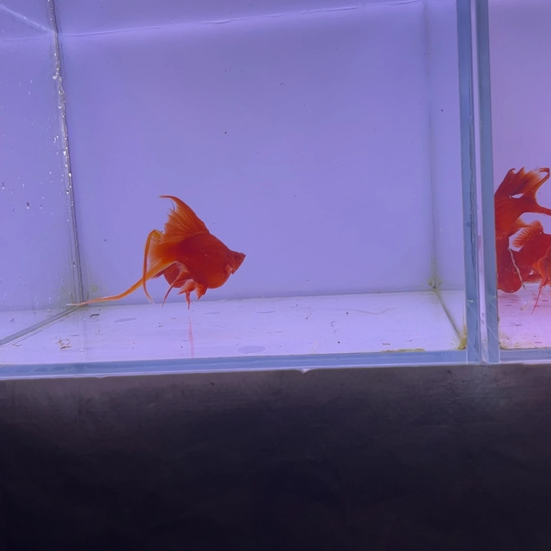 红剑鱼燕尾红箭球