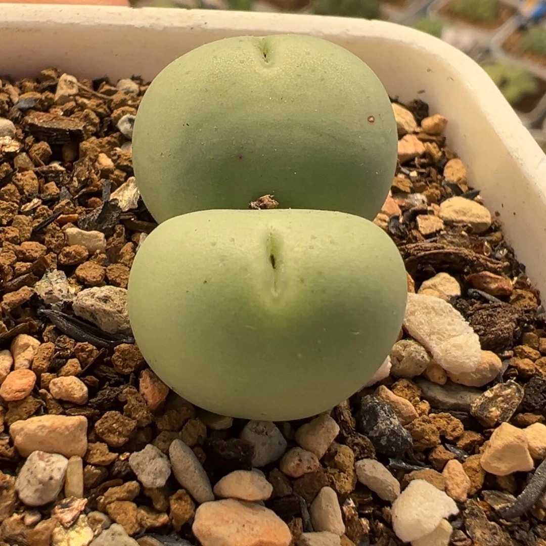 023多肉植物种类多样