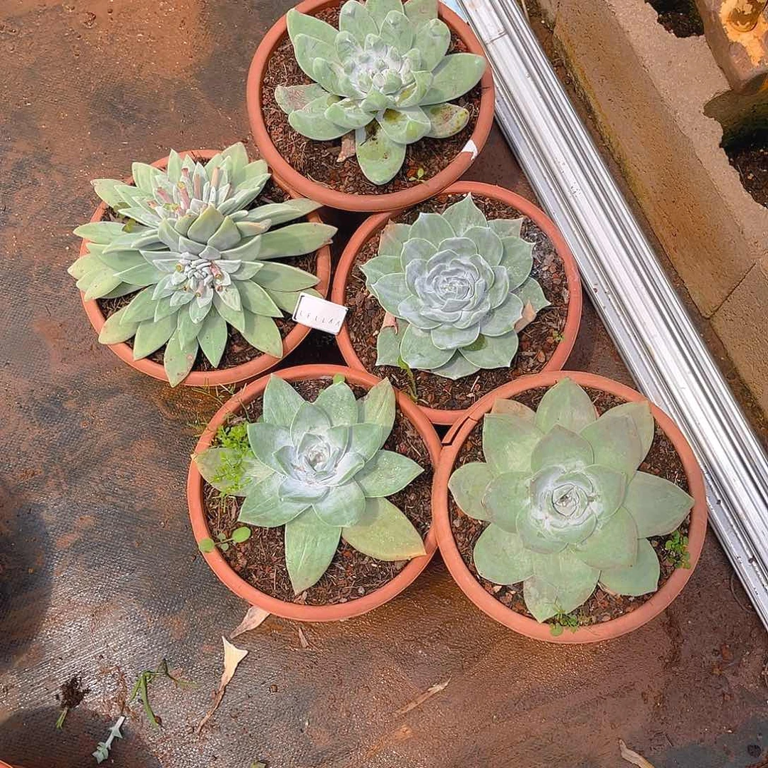 東*妤老桩仙女杯yy1131