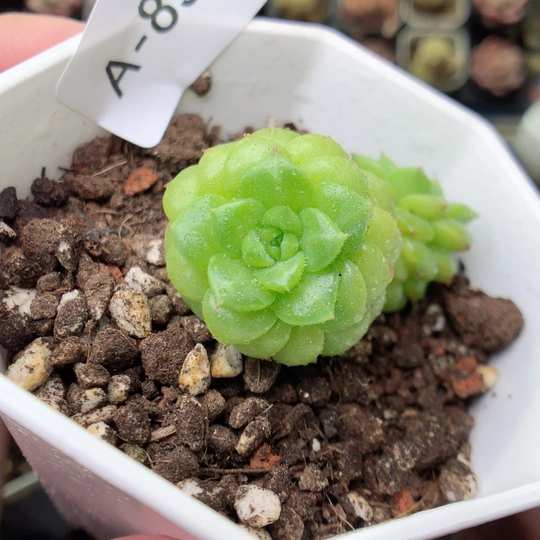 A89y y y y y y y y y y