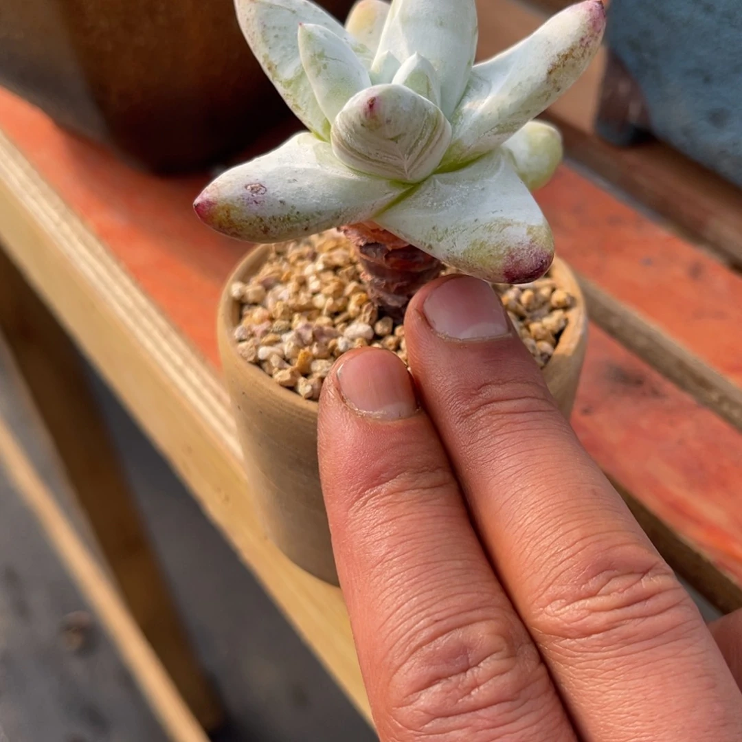 ?****?733773377367373773