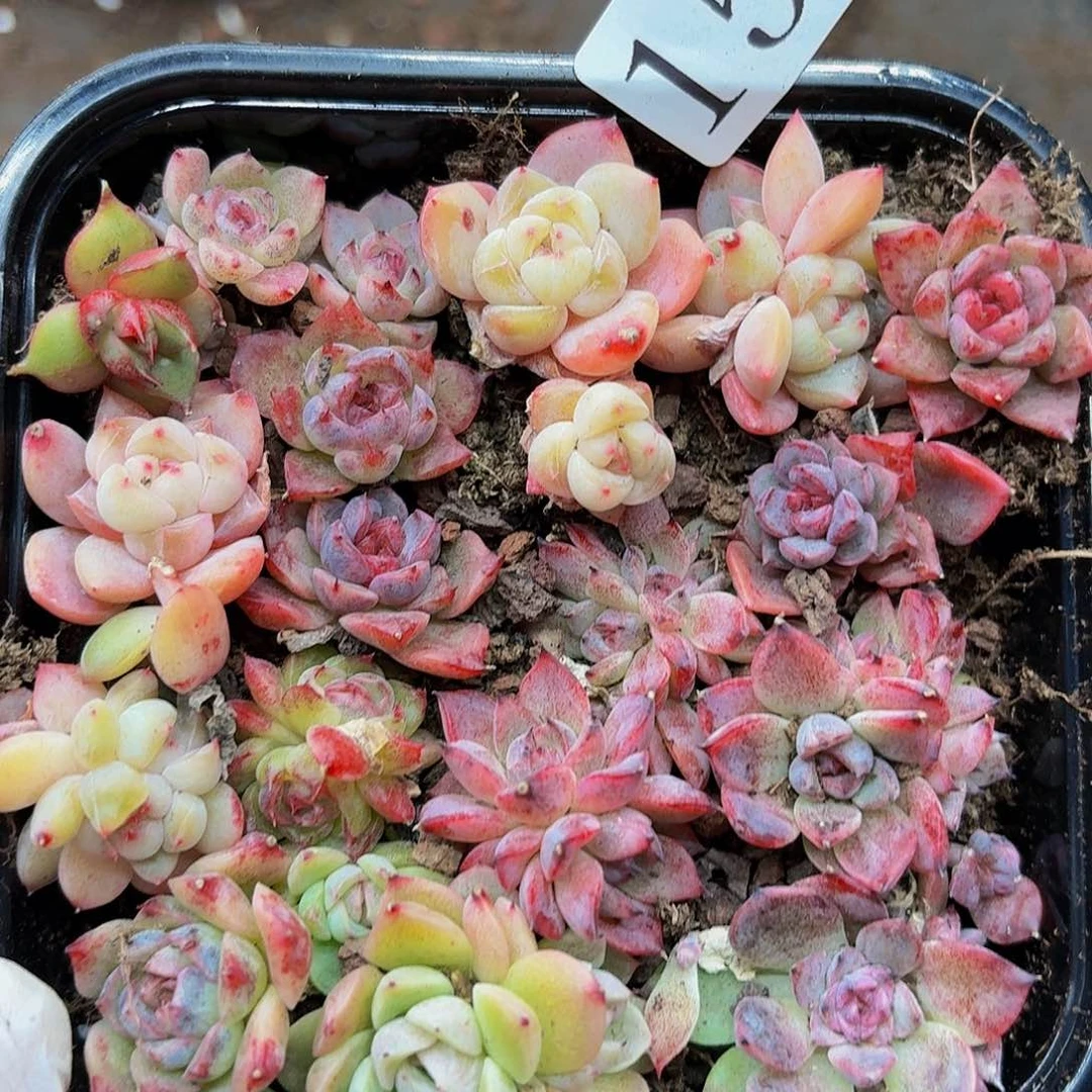 多肉植物多肉植物157