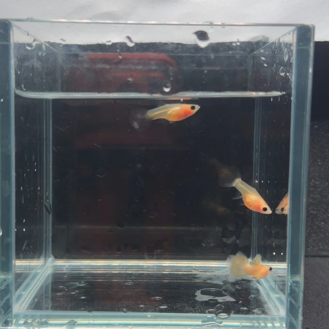 孔雀鱼幻彩粉猫1公2母