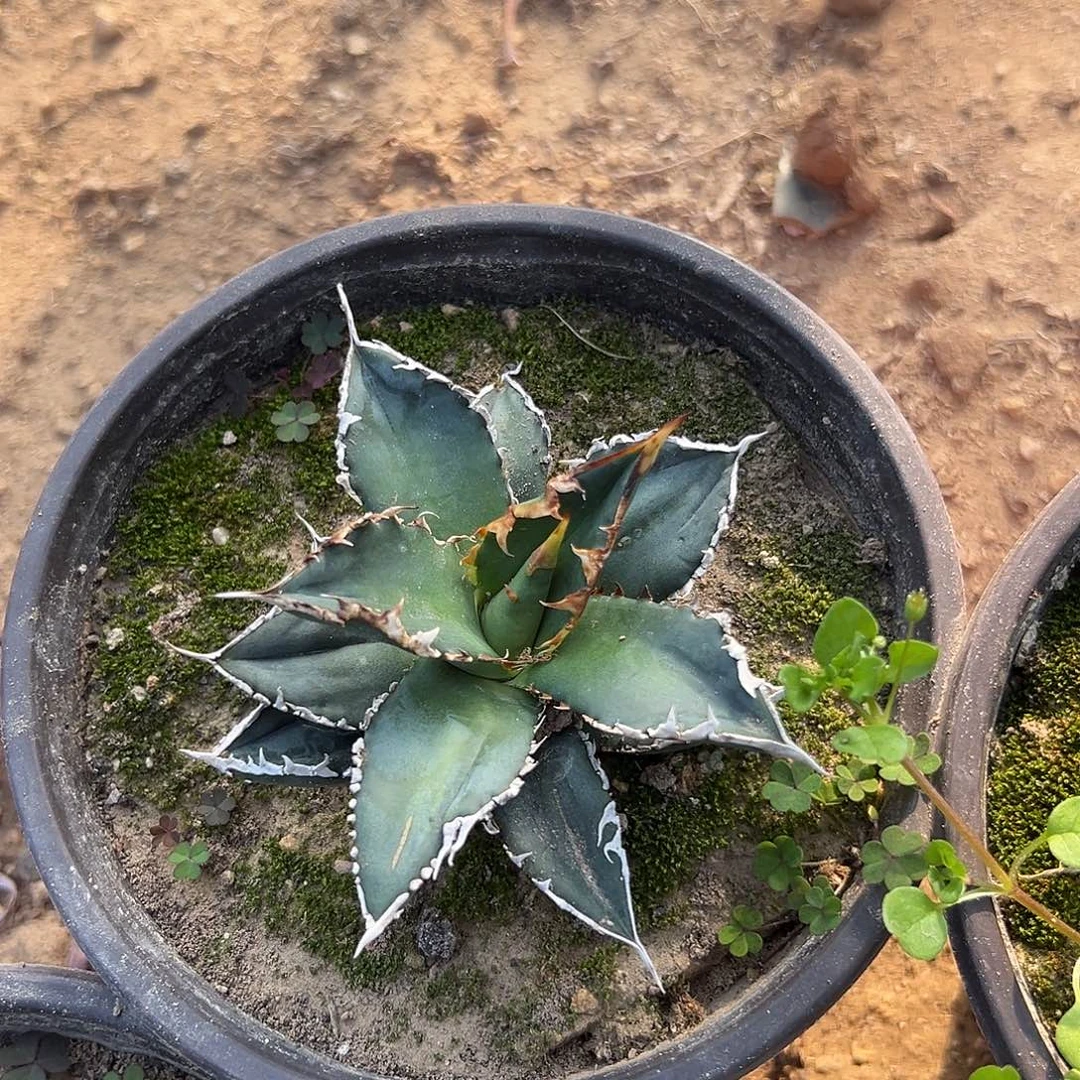 多肉植物海王单头