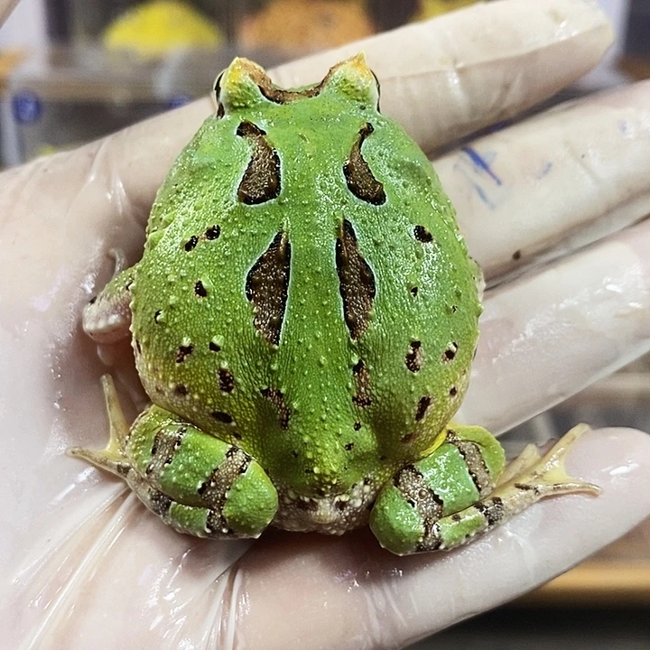 角蛙986号蝴蝶角蛙